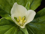 Giant Trillium (Trillium Chloropetalum), Russian Gulch State Park, California, USA Photographic Print by Gerald & Buff Corsi