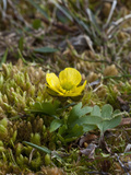 Snow Buttercup (Ranunculus Nivalis), Spitsbergen Island, Svalbard Photographic Print by Buff & Gerald Corsi