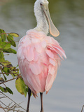 Roseate Spoonbill (Ajaia Ajaja) in Black Mangroves, Coastal Wetlands Photographic Print by Marc Epstein