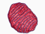 Mitochondrion Section, TEM X14,000 Fotografie-Druck von Donald Fawcett