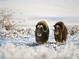 Muskox (Ovibos Moschatus) on the Snowy Tundra, Alaska, USA Photographic Print by Patrick Endres
