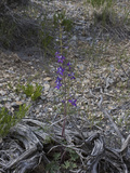 Anderson's Larkspur (Delphinium Andersonii), Great Basin National Park, Great Basin Desert, Nevada Photographic Print by Gerald & Buff Corsi
