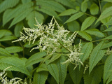 Goatsbeard (Aruncus Dioicus), Glacier Bay National Park, Alaska Photographic Print by Gerald & Buff Corsi