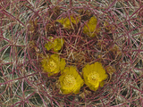California Barrel Cactus (Ferocactus Cylindraceus), Joshua Tree National Park, Mojave Desert Photographie par Buff & Gerald Corsi