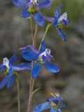 Anderson's Larkspur (Delphinium Andersonii), Great Basin National Park, Great Basin Desert, Nevada Fotografisk tryk af Gerald & Buff Corsi Anderson's Larkspur (Delphinium Andersonii), Great Basin National Park, Great Basin Desert, Nevada Fotografisk tryk af Gerald & Buff Corsi
