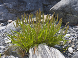 Goose Tongue or Sea Plantain (Plantago Maritima), Glacier Bay National Park, Alaska, USA Photographie par Gerald & Buff Corsi