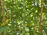 Bamboo Stems Photographic Print by Reinhard Dirscherl