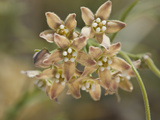 Climbing Milkweed (Sarcostemma Cynanchoides Hartwegii), Joshua Tree National Park, Mojave Desert Photographie par Gerald & Buff Corsi