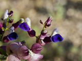 Bladder Sage Flowers (Salazaria Mexicana), Joshua Tree National Park, California, Mojave Desert Photographie par Buff & Gerald Corsi