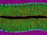 Rat Cerebellum Photographic Print by Thomas Deerinck