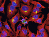 Apoptosis in Cultured Cells, Showing Tubulin, Golgi, and DNA, 2-Photon Flourescence Microscopy Photographic Print by Thomas Deerinck