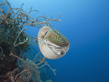 Chambered Nautilus (Nautilus Belauensis), Micronesia, Palau Photographie par Reinhard Dirscherl