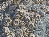 Acorn Barnacle (Balanus Glandula), Glacier Bay National Park, Alaska Photographic Print by Gerald & Buff Corsi