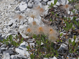 Yellow Dryas Seed Heads (Dryas Drummondii), Glacier Bay National Park, Alaska Photographic Print by Gerald & Buff Corsi