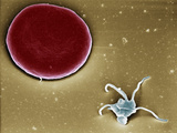 Blood Platelet or Thrombocyte Next to a Red Blood Cell or Erythrocyte, SEM X10,000 Photographic Print by Stanley Flegler