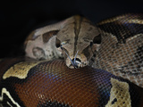 Red Tailed Boa (Boa Constrictor Constrictor), Captive Photographic Print by Michael Kern