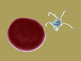Blood Platelet or Thrombocyte Next to a Red Blood Cell or Erythrocyte, SEM X10,000 Photographic Print by Stanley Flegler