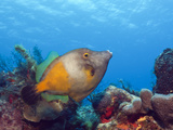 Whitespotted Filefish (Cantherhines Macrocerus), Cozumel, Caribbean Sea, Mexico Photographic Print by Reinhard Dirscherl