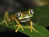 Lemur Leaf Frog (Phyllomedusa Lemur), Siquirres, Costa Rica Photographic Print by Thomas Marent