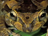 Baudin's Tree Frog (Smilisca Baudinii) Cahuita National Park Photographic Print by Thomas Marent