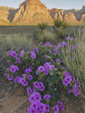 Four O'Clock (Mirabilis Multiflora) Blooming with Mojave Yucca (Yucca Schidigera) Photographic Print by Stephen Ingram