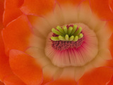 Mojave Mound Cactus or Claret Cup Flower (Echinocereus Triglochidiatus) Photographic Print by Stephen Ingram