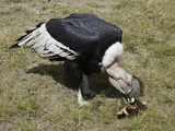 An Andean Condor (Vultur Gryphus) Dining on a Bone at Parque Condor, Photographie par David Fleetham