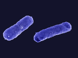 E. Coli Bacteria, SEM X22,000 Photographic Print by Stanley Flegler