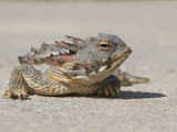 Close Up of the Head of a Horned Lizard or Blainville's Horned Lizard Photographic Print by Michael Johnson
