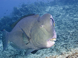 Cleaner Wrasse (Labroides Dimidiatus) Inspecting Humphead Parrotfish, (Bolbometopon Muricatum) Photographic Print by David Fleetham