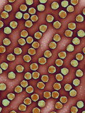 The Adenovirus Causes Infection to the Upper Respiratory System Photographic Print by Hans Gelderblom