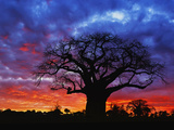 African Baobab Tree (Adansonia Digitata) Silhouetted at Sunset, Tarangire National Park, Tanzania Photographic Print by Adam Jones