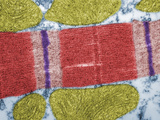 Cross-Section of Human Atrium Cardiac Muscle Sarcomere and Mitochondria, TEM X78,800 Photographic Print by Fred Hossler