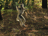 Verreaux's Sifaka Jumping (Propithecus Verreauxi), Berenty Private Reserve, Madagascar Photographic Print by Thomas Marent