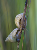 Salt Marsh Periwinkle Snails (Littoraria Irrorata) on Cord Grass (Spartina Alterniflora) Photographie par Marc Epstein