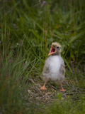 A Newborn Arctic Tern (Sterna Paradisaea) Calling and Waiting for a Parent to Return with Food Photographic Print by Don Grall