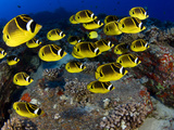 Schooling Raccoon Butterflyfish (Chaetodon Lunula), Hawaii Photographic Print by David Fleetham