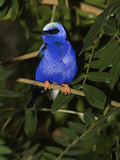 Red Legged Honeycreeper (Cyanerpes Cyaneu) Captive, Florida Photographic Print by Adam Jones