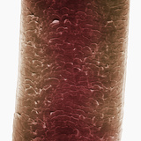 Human Hair Bear the Base, SEM Photographic Print by Wolf Fahrenbach