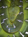 Emerald Tree Boa (Corallus Canina), Captive Photographic Print by Michael Kern