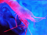 Deep Sea Shrimp (Parapandalus) Surrounded by its Own Bioluminescence Photographie par Sonke Johnsen