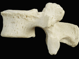 The Third Human Lumbar Vertebra of the Spine (L3) Photographic Print by Ralph Hutchings