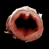 Transverse Section of the Colon or Large Intestine Photographic Print by Richard Kessel