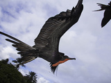 A Male Magnificent Frigatebird (Fregata Magnificens) in Flight over Santa Cruz Island Photographie par David Fleetham