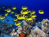 Schooling Raccoon Butterflyfish, (Chaetodon Lunula), Hawaii Photographic Print by David Fleetham