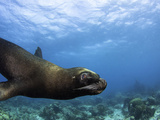 South American Sea Lion or Southern Sea Lion (Otaria Flavescens), Captivity Fotoprint van David Fleetham South American Sea Lion or Southern Sea Lion (Otaria Flavescens), Captivity Fotoprint van David Fleetham