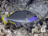 The Male Gilded Triggerfish (Xanthichthys Auromarginatus) Photographic Print by David Fleetham