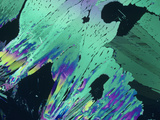 Polarized View of Urea Crystals, LM Photographic Print by Bruce Gaylord