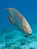 Gray Angelfish (Pomacanthus Arcuatus), Cozumel, Caribbean Sea, Mexico Photographic Print by Reinhard Dirscherl