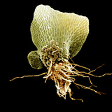 Fern (Ceratopteris Thalictroides) Gametophyte or Prothallus, Antheridia, and Rhizoids Photographic Print by Richard Kessel